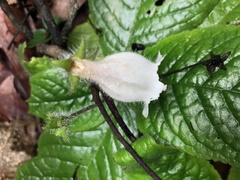 Sinningia richii
