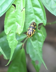 Phymatostetha perspicillaris