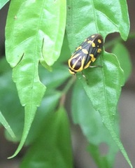 Phymatostetha perspicillaris