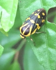 Phymatostetha perspicillaris