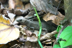 Tropidophorus grayi