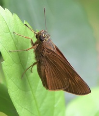 Prusiana prusias