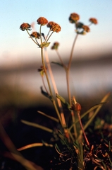 Bupleurum triradiatum