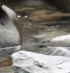 Heteronaias heterodoxa