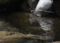 Heteronaias heterodoxa