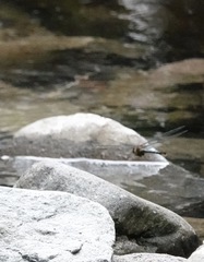 Heteronaias heterodoxa