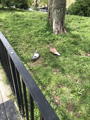 Columba livia domestica