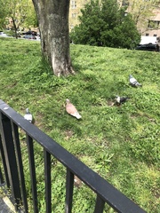 Columba livia domestica