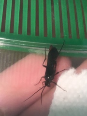 Thyrateles lugubrator