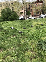 Columba livia domestica