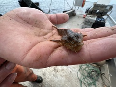 Myoxocephalus