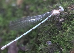 Risiocnemis serrata