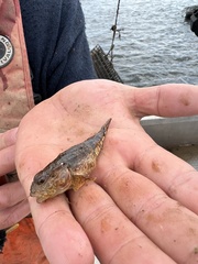 Myoxocephalus