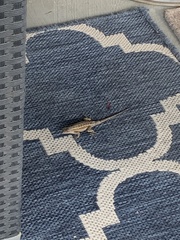 Sceloporus occidentalis