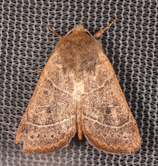 Ulolonche culea