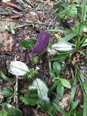 Standleya kuhlmannii