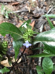 Standleya kuhlmannii