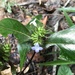 Standleya kuhlmannii - Photo (c) Marcio Santos Ferreira, algunos derechos reservados (CC BY-NC), subido por Marcio Santos Ferreira