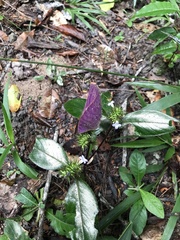Standleya kuhlmannii