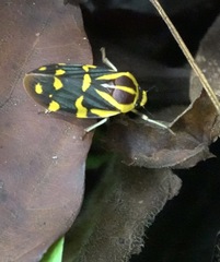 Phymatostetha perspicillaris