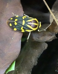 Phymatostetha perspicillaris