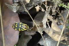 Phymatostetha perspicillaris