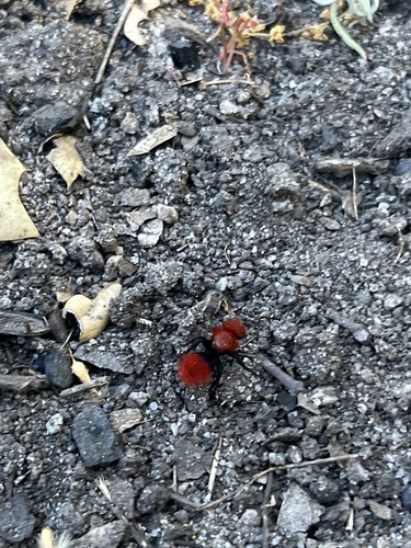 iNaturalist observation photo of Pacific Velvet Ant