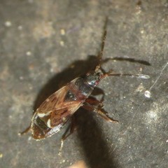 Scolopostethus diffidens