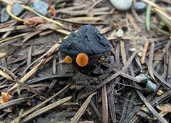 Pulvinula carbonaria