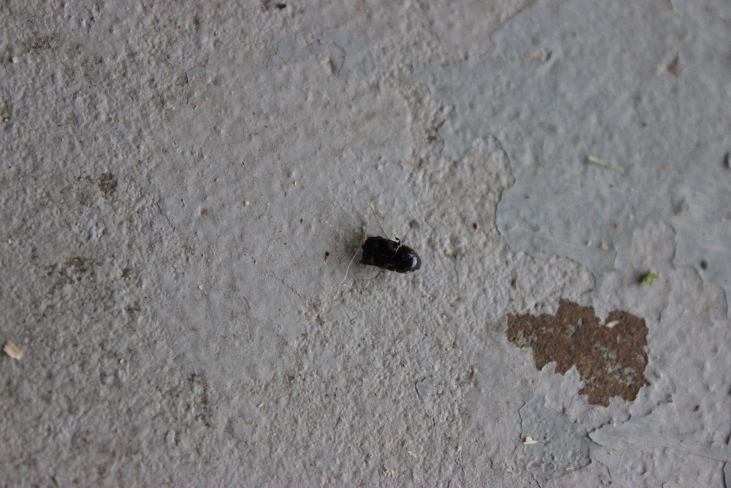 Fourspotted Sap Beetle from Franklin County, MO, USA on May 2, 2022 at