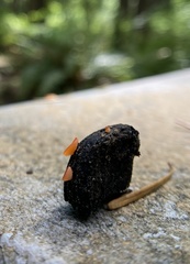 Pulvinula carbonaria