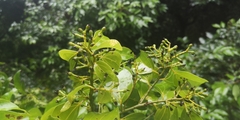 Cinnamomum yabunikkei