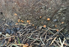 Pulvinula carbonaria