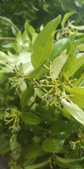 Cinnamomum yabunikkei