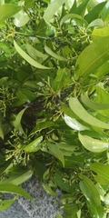 Cinnamomum yabunikkei