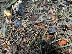 Pulvinula carbonaria