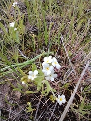 Plagiobothrys figuratus corallicarpus