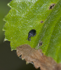 Tachyerges