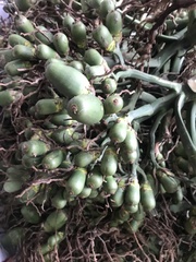 Areca