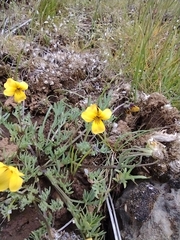 Viola douglasii