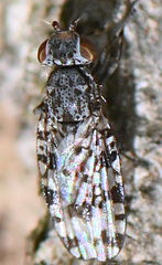 Pseudotephritis corticalis