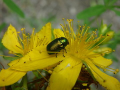 Cryptocephalus sericeus