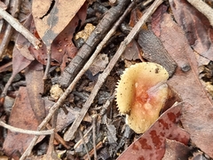 Amanita xanthocephala