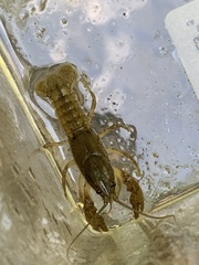 Cambarus striatus