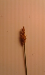 Carex duriuscula