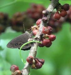 Mycalesis tagala