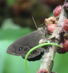 Mycalesis tagala