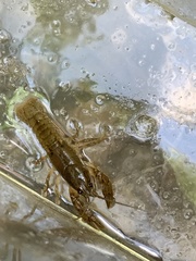 Cambarus striatus