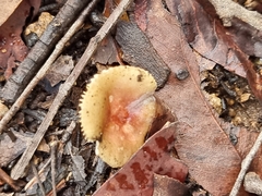 Amanita xanthocephala