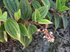 Miconia australis